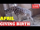 Animal Adventure Park Giraffe Cam [Live Stream - Update 30/3/2017]