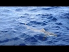 shark sport fishing Islamorada fishing charters Florida Keys 001 720