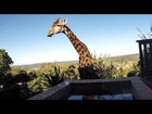 Giraffe Caught On Camera Drinking From Swimming Pool
