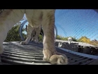 Philadelphia Zoo Lionesses Explore Big Cat Crossing