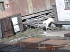 Polar bear attacks woman in Chukotka.