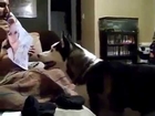 Adorable Dog afraid of Julia Roberts
