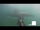 GOPRO CAPTURES DIVER'S FRIGHTENING ENCOUNTER WITH GREAT WHITE SHARK OFF SANTA BARBARA COAST