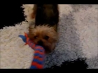 Pippy, yorkshire terrier - 4 years tricks