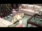 Dog Unwraps Owner for Christmas