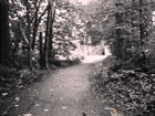 100 Year Old Road (Nature Trail) Washington State