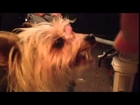 Yorkshire Terrier, Dog Yorkshire Terrier eating sundlower seeds like a human , Chanel Bridget