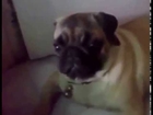 Pug Reacts to Revving Engine
