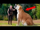 5 Animal Hybrids You Won't Believe Actually Exist!