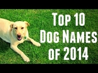Top 10 Dog Names of 2014