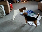 Baby goat and Beagle puppy playing