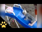 Yorkie Tries His Hardest to Climb Up a Slide