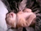 Funny Cat mom hugs baby kitten
