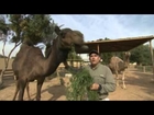 Animal Jam - Dr. Brady Barr and Arabian camels