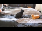Making a Bed With Cats Around