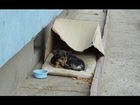 Homeless dog living in a cardboard box gets rescued and needs a home for a happy ending story