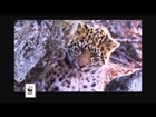 Heroes for a Living Planet -- Amur Leopard