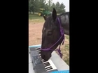 Musical Horse