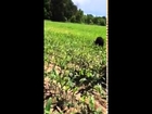 WI Lumberjack rescues BLACK BEAR with milk can stuck on head