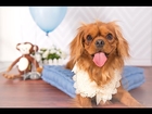 Cavalier King Charles Spaniel - C.S.Ling Photography Classic Studio Session