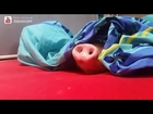 Pig vs Cookie / Schwein Smarty futtert einen Keks