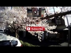 Cherry Blossom in Japan - 4K