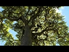 (31) Ushuaia Nature - Parfums de l'Arabie heureuse (Yémen-Oman)