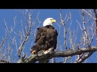 American Bald Eagle Spring Minnesota Land of 10,000 Lakes NATURE watch in HD Full Screen