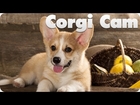 Corgi Puppy Cam