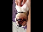 French bulldogs reaction to being tickled