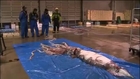 Japanese fishermen capture live Giant Squid