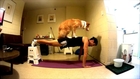 Talented dogs help owner exercise