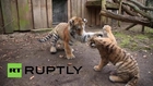 Germany: These adorable Amur tiger cubs will warm your cockles