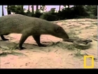 Animal attack Golden King Cobra Vs Mongoose Top ten@animal
