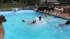Dog Day Care Center Throws a Pool Party