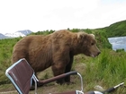 Brown Bears Like Sittin Around Camp Too. (wind and river noise)