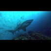 Diver Records Close Encounter With Grey Nurse Shark