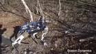 Fascinating video from Google-owned technology firm Boston Dynamics showcases the latest robot creation in their mechanical menagerie, an android name