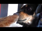 Yorki  jugando con Mini Doberman / Puppy Yorshire Terrier Dog Playing with a Mini Pincher dog!