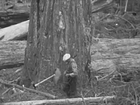 Redwood Trees Logging and Sawmill Operations in 1940s California Forest