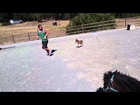 Baby miniature horse chasing a person 1
