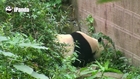 Giant Panda Attempts Her Very Own Great Escape