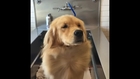 Golden Retriever Enjoys Blow Dry Immensely