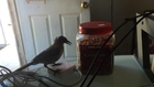 Frustrated Bird Really Wants Almonds