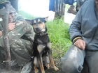 Four legged defender of Donbas can't stay awake lol