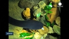 New study reveals eels remotely control their prey