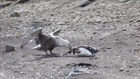 Penguin vs Giant Petrel - A violent death in Antarctica.