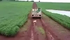 Dogs Followed Vehicle Carrying the Body of its Owner Who Was Murdered