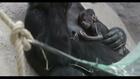 Gorilla surprises Prague Zoo with baby