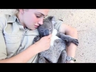 Koala joey rolls over for belly tickles and cuddles